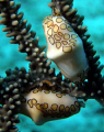   Flamingo tongue snails. Photo taken Olympus SP 550UZ Grand Cayman Island July 2008 snails SP-  
